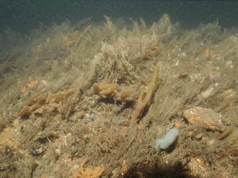Very tide-swept faunal communities on circalittoral rock